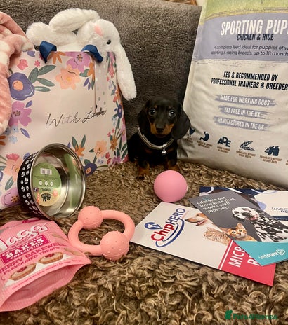 Miniature Dachshund dogs Pra clear mini smooth dachshund pups - Advert 6