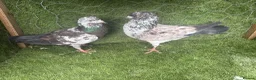 Pigeons birds for sale: Vaccinated Pakistani Pigeons – 20 Pairs - Advert 12