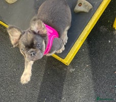 French Bulldog dogs Fluffy frenchbulldog - Advert 2