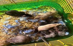 Mouse rodents for sale: Mixed fancy mice  - Image 12