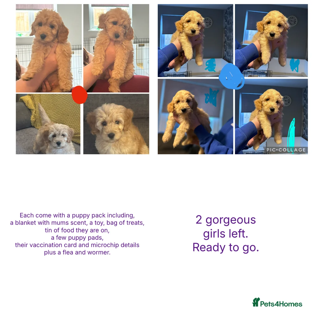 Goldendoodle dogs for sale: 2 girls left. F1 mini Goldendoodles - Advert 1