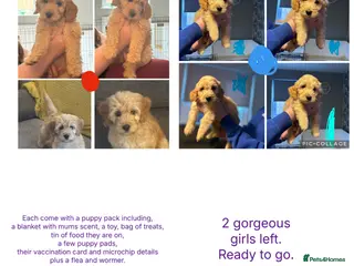 Goldendoodle dogs 2 girls left. F1 mini Goldendoodles - Advert 3