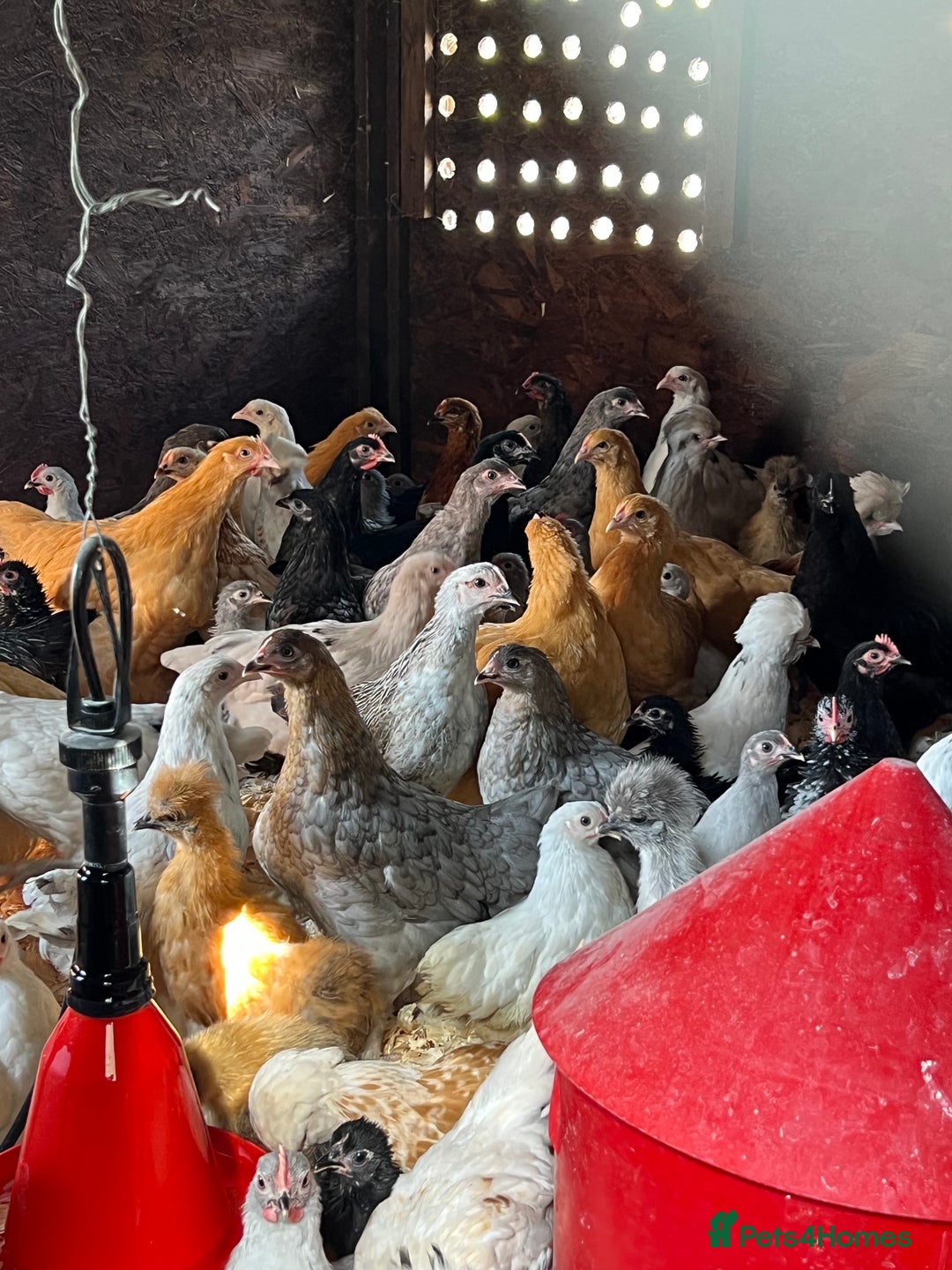 Chickens poultry for sale: Big sale of silkie and polish £5 each! - Image 8