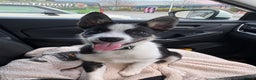Mixed Breed dogs for sale: Smooth collie puppy - Advert 6