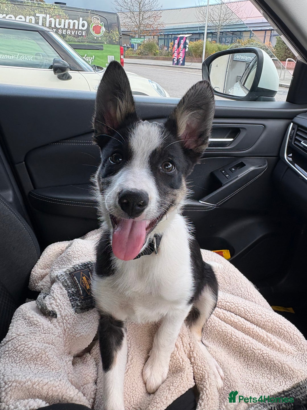 Mixed Breed dogs for sale: Smooth collie puppy - Advert 6