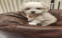 Maltipoo dogs for sale: Maltipoo F1, KC Parents Extensively DNA Clear   - Image 13