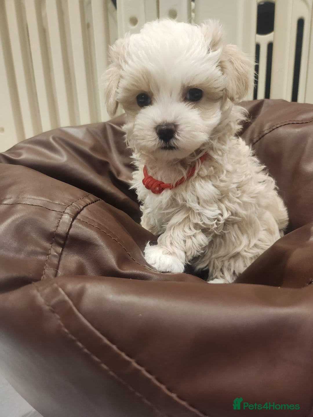 Maltipoo dogs for sale: Maltipoo F1, KC Parents Extensively DNA Clear   - Image 13