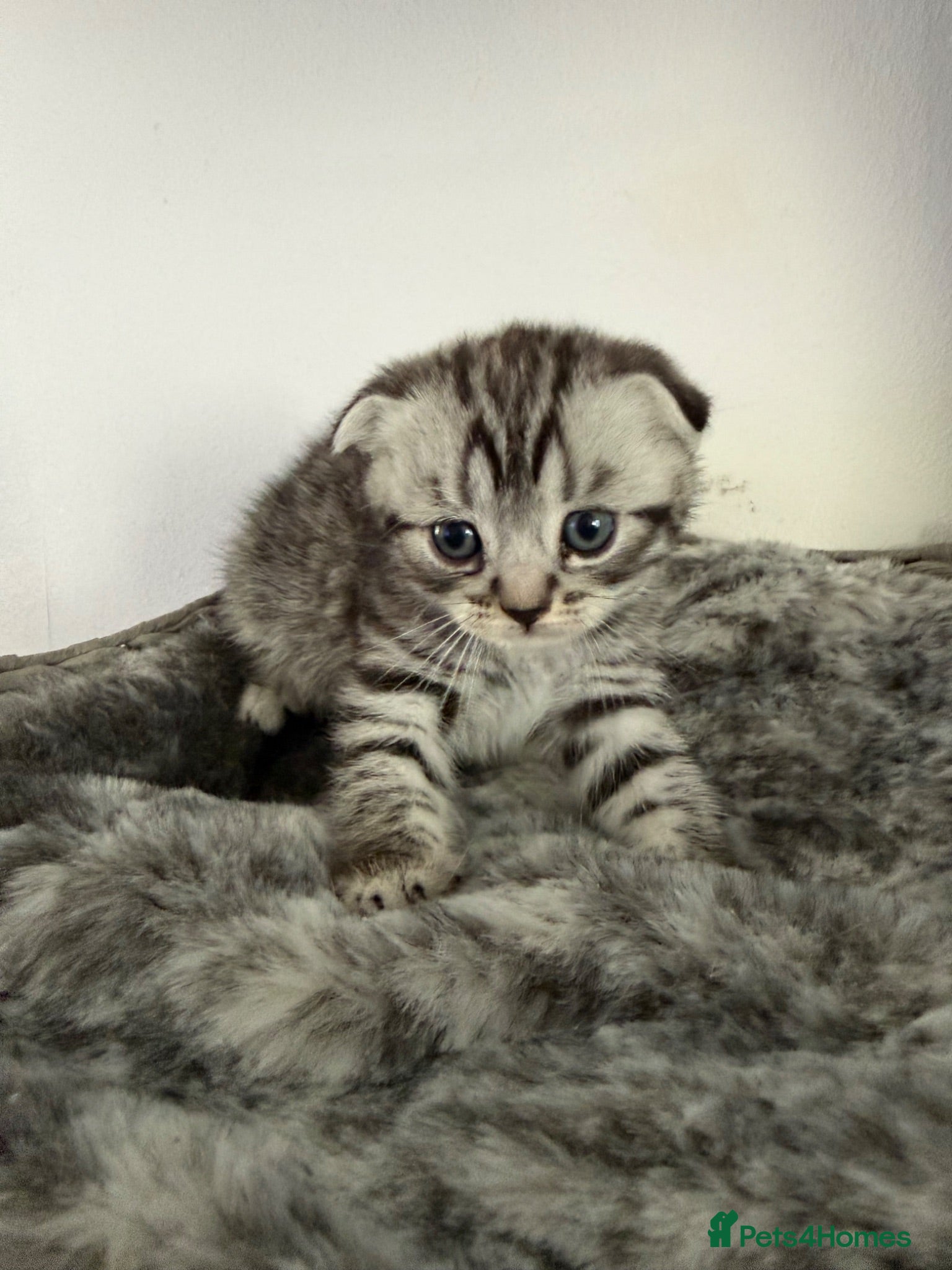 British Shorthair cats Scottish Fold &Straight Silver Tabby Kittens  - Advert 13