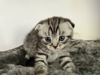 British Shorthair cats Scottish Fold &Straight Silver Tabby Kittens - Advert 3