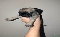 Pug dogs for sale: Pug puppies  - Image 8
