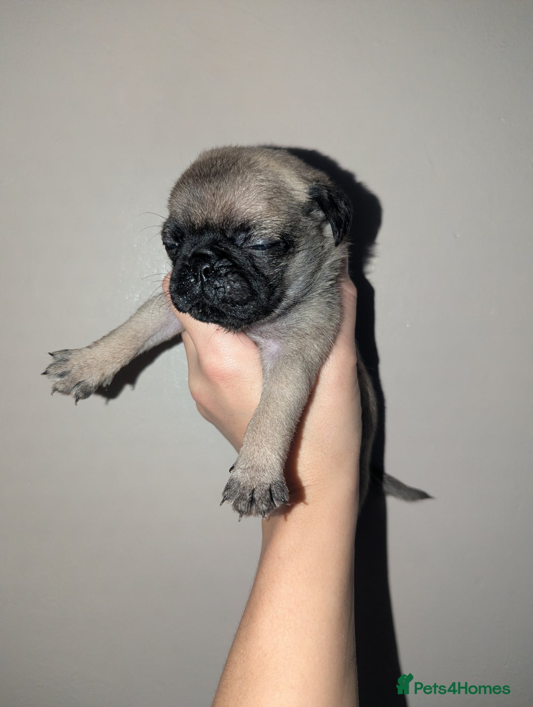 Pug dogs for sale: Pug puppies  - Image 8