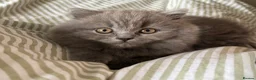 British Shorthair cats for sale: *All sold* 2027 waitlist is open x  - Advert 10