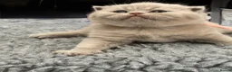 British Shorthair cats for sale: 🎃 BRITISH SHORTHAIRS BLUE  LILAC READY HALLOWEEN  - Advert 7