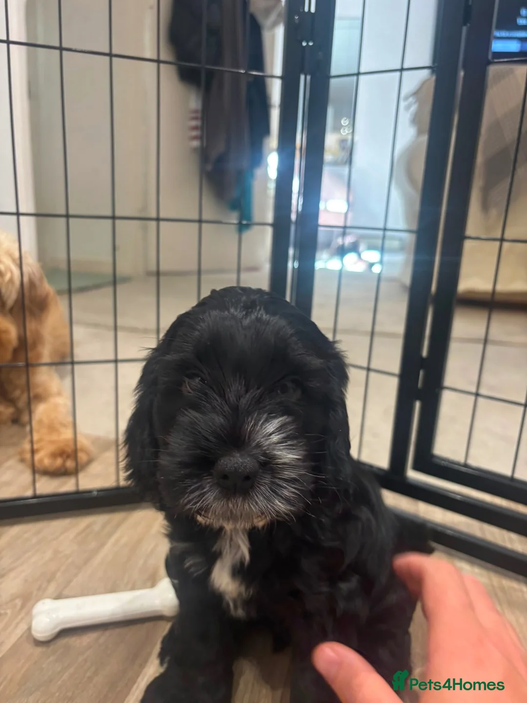 Cockapoo dogs for sale: Cockapoo F1B  - Advert 2
