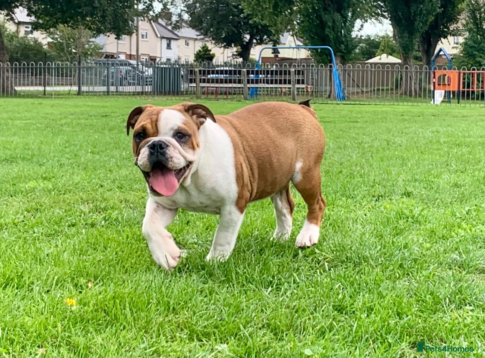 English Bulldog dogs Kc Registered Red & White Female British Bulldog - Advert 5
