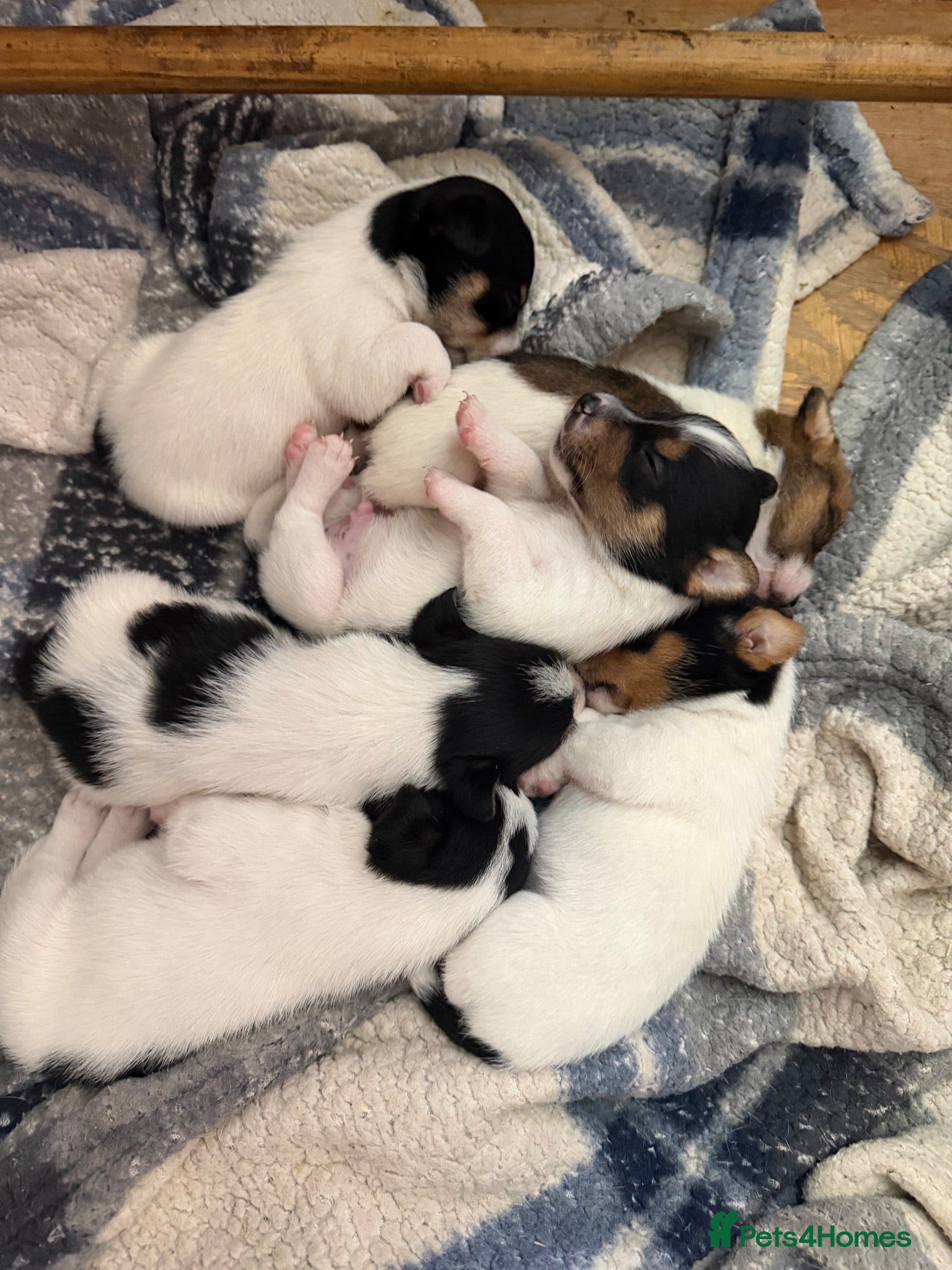 Jack Russell dogs Jack Russell puppies for sale - Advert 1