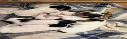 Jack Russell dogs for sale: Jack Russell puppies for sale - Advert 1