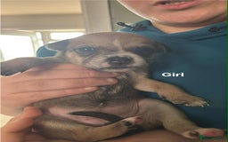Mixed Breed dogs for sale: Staffy cross pups - Image 4