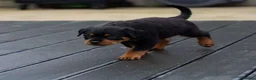 Rottweiler dogs for sale: Chunky German Rottweilers pups  - Advert 28