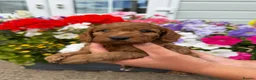 Cockapoo dogs for sale: Cockapoo puppies F1 (licensed breeder) - Advert 20