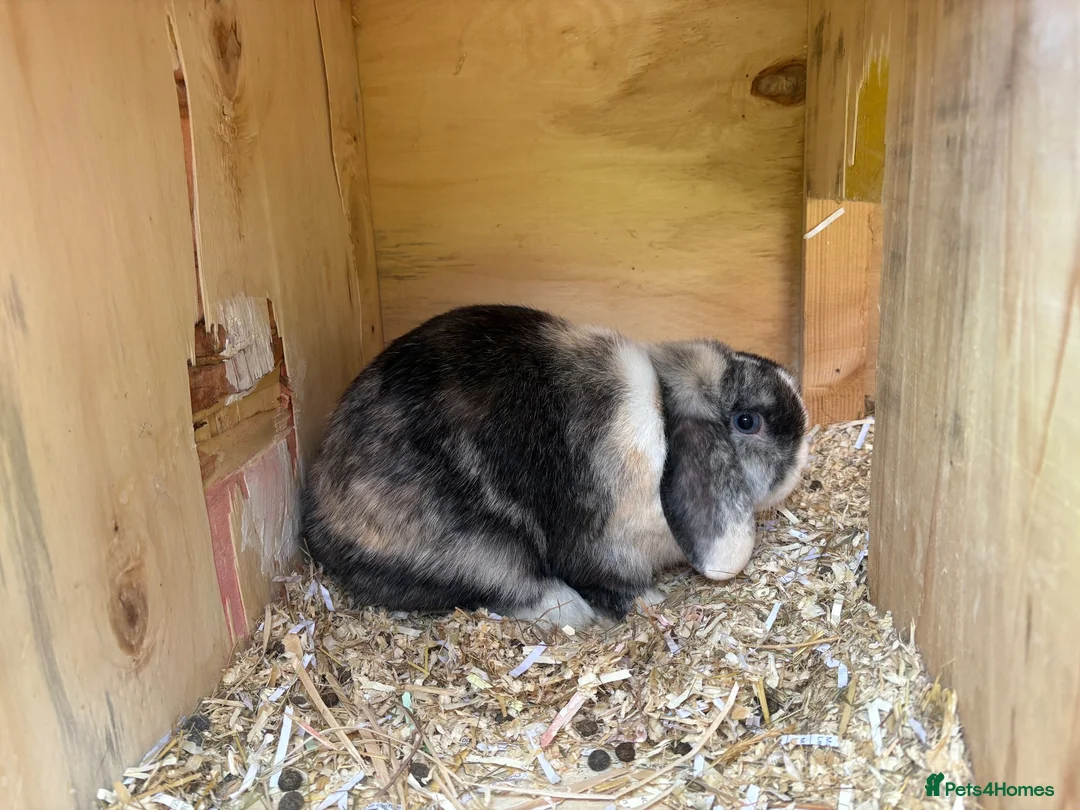 Mini Lop rabbits for sale: Trio of breeding mini lops  - Advert 8