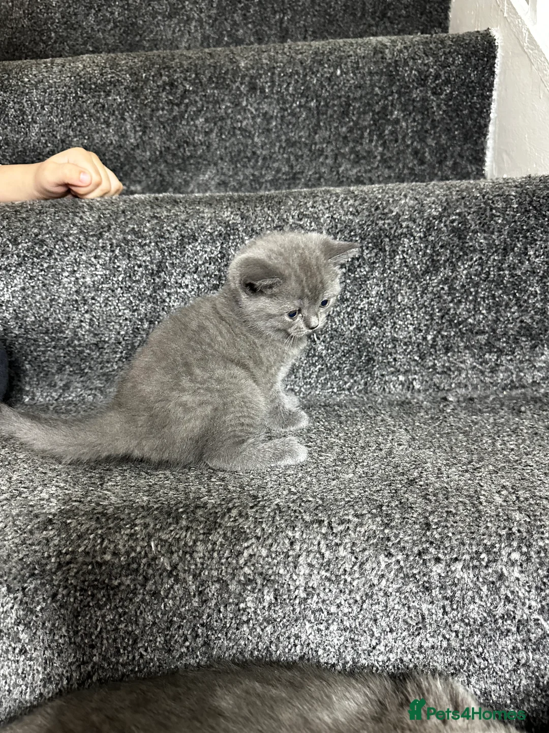 British Shorthair cats for sale: 3 Gorgeous British Shorthair Kittens  - Advert 3