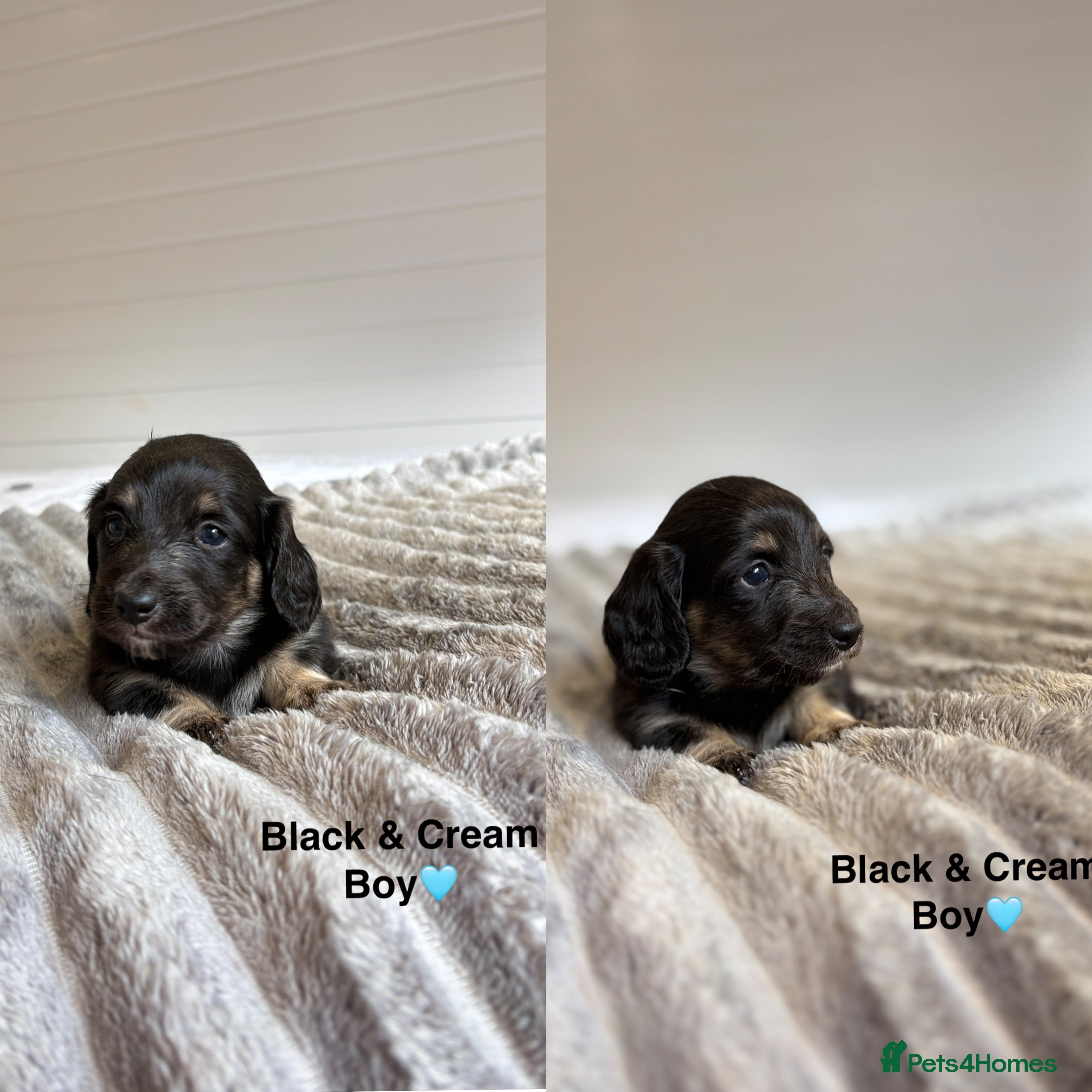 Miniature Dachshund dogs 🩵LONG HAIRED CREAM DACHSHUNDS🩵 - Advert 18