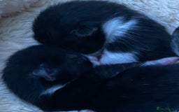 Mixed Breed cats for sale: Smudge and Smidge looking for their forever homes - Image 1