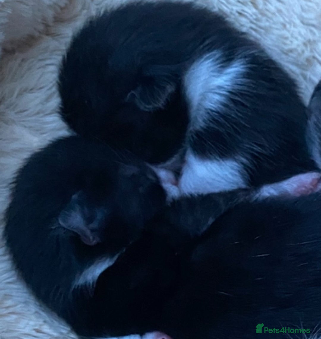 Mixed Breed cats for sale: Smudge and Smidge looking for their forever homes - Image 1