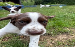 English Springer Spaniel dogs for sale: KENNEL CLUB Pedigree Springer Spaniel Puppies - Image 6
