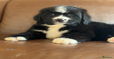 Mixed Breed dogs - Advert 16