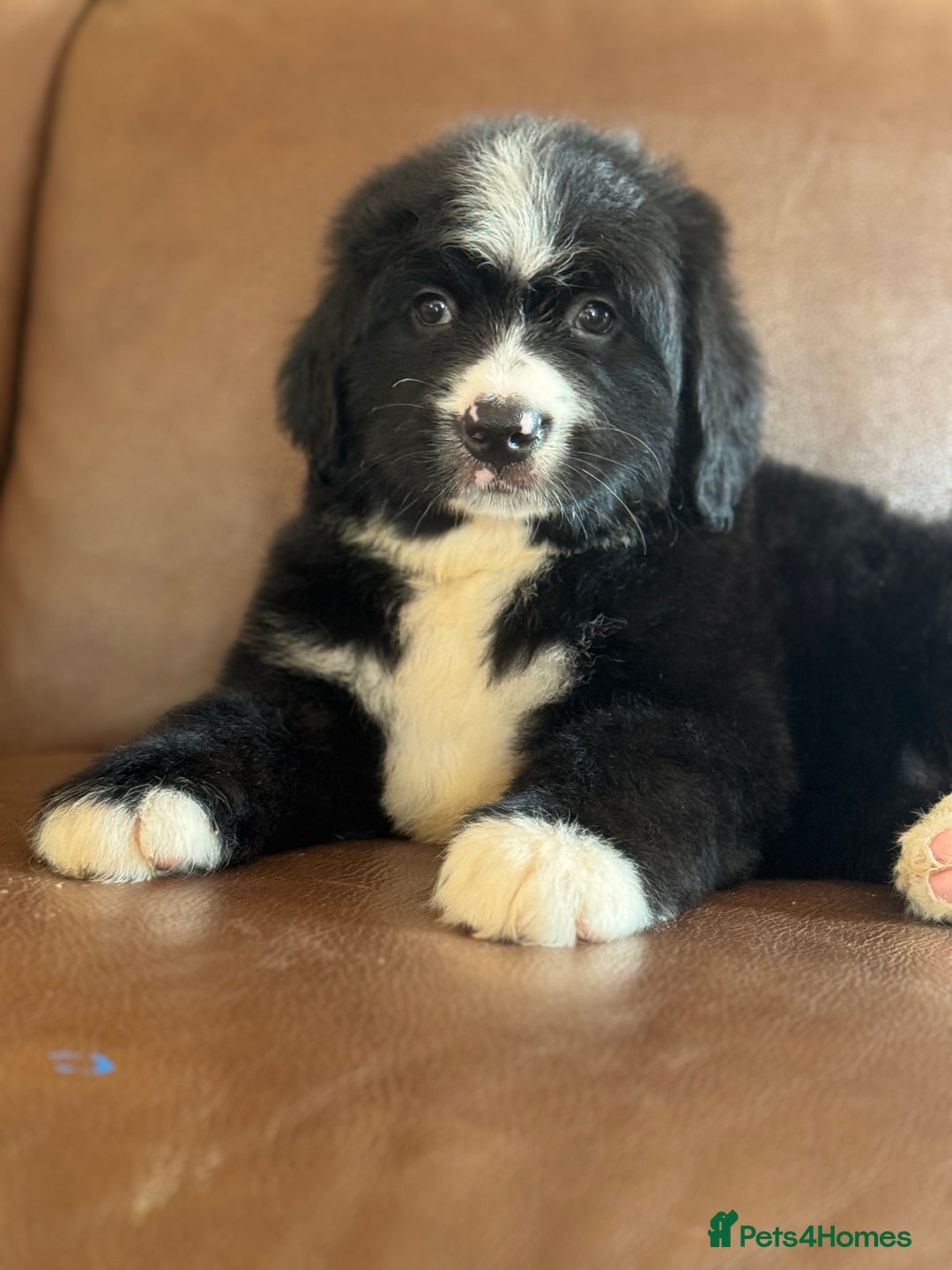 Mixed Breed dogs for sale: Labernese puppies available - Image 2