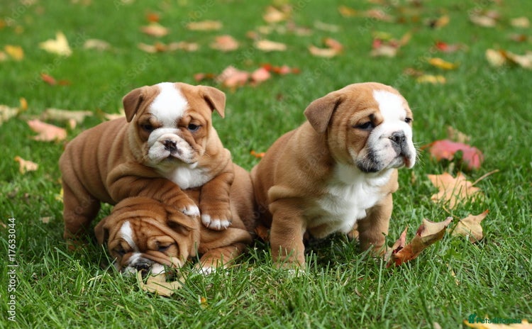 English Bulldog dogs - Advert 6