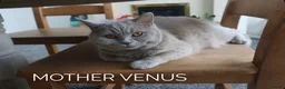 British Shorthair cats for sale: Meet the boys, Tuko, Rio & blu - Advert 8