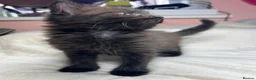 Mixed Breed cats for sale: Mixed kittens  - Advert 26