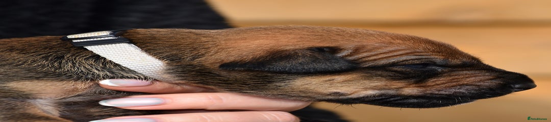 Belgian Shepherd Dog Puppy 5