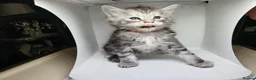 Maine Coon cats for sale: Maine Coon Kittens For Sale (Ready Soon) - Advert 8