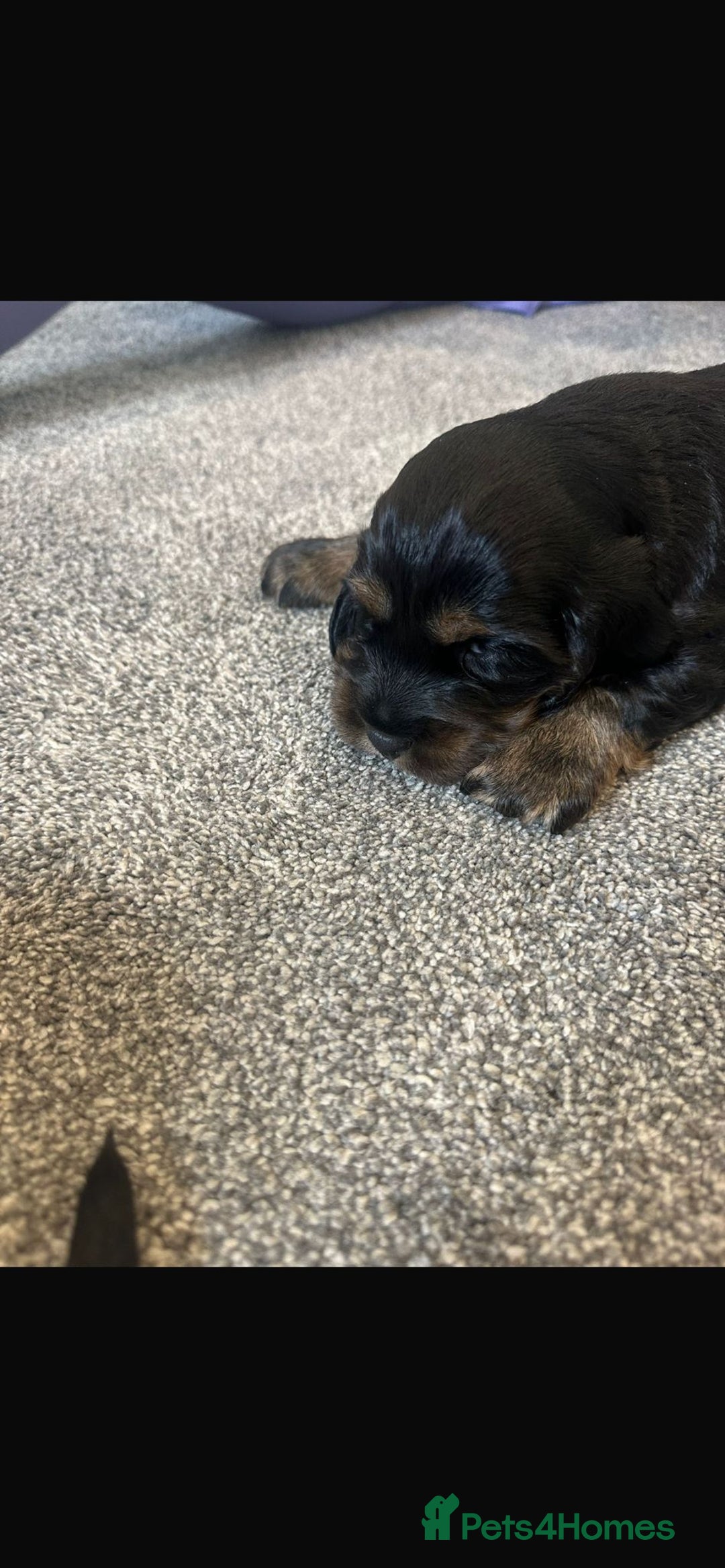 Cocker Spaniel dogs for sale: 2 boy cocker spaniel puppies  - Image 6