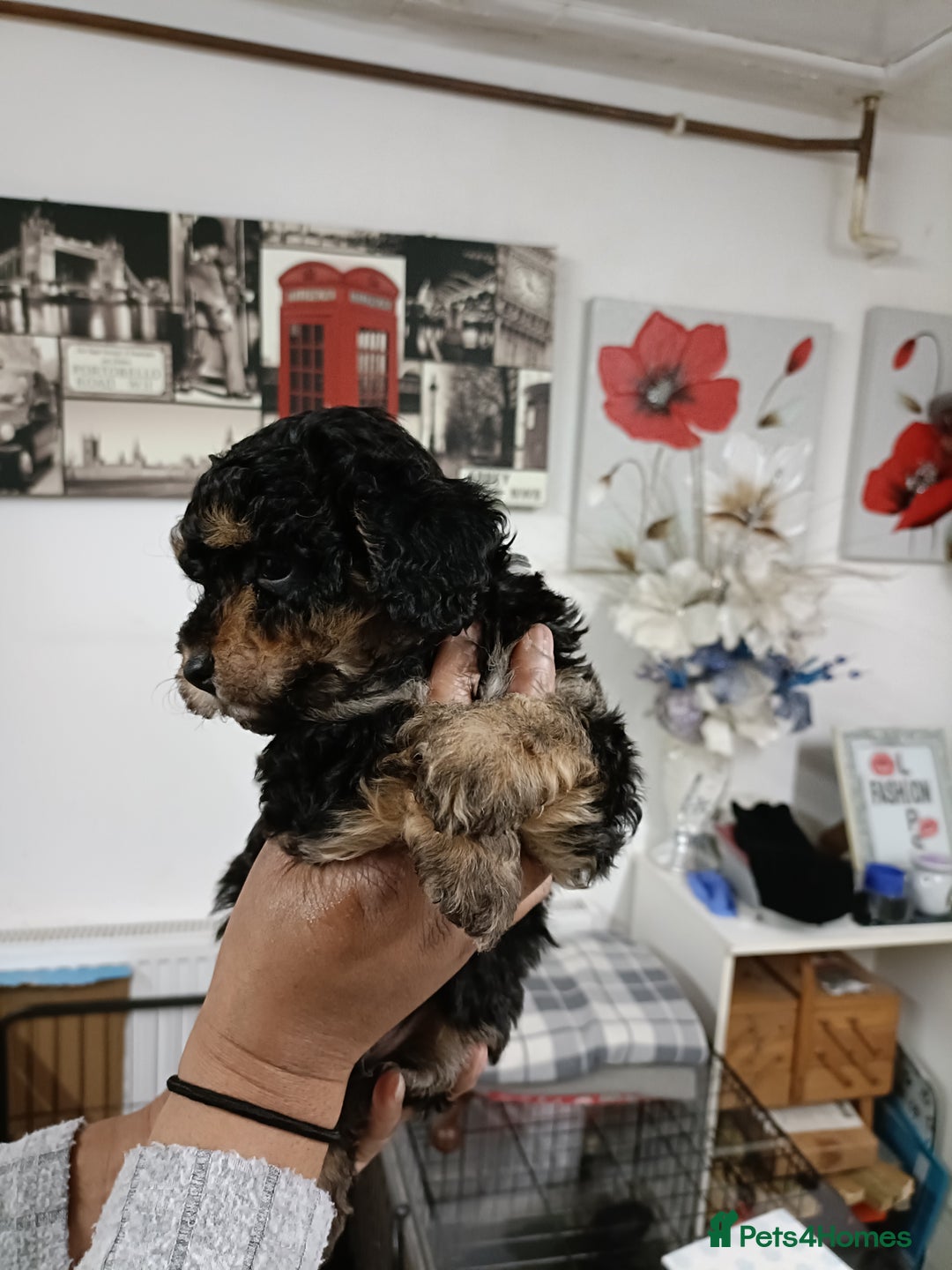 Toy Poodle dogs for sale: Phantom toy poodles - Advert 6