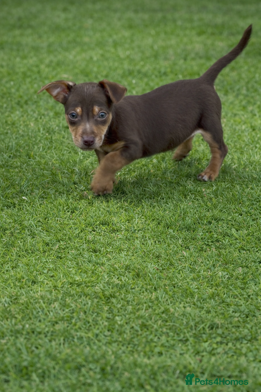 Jack Russell dogs Miniature Rare Coloured JR babies  - Advert 8