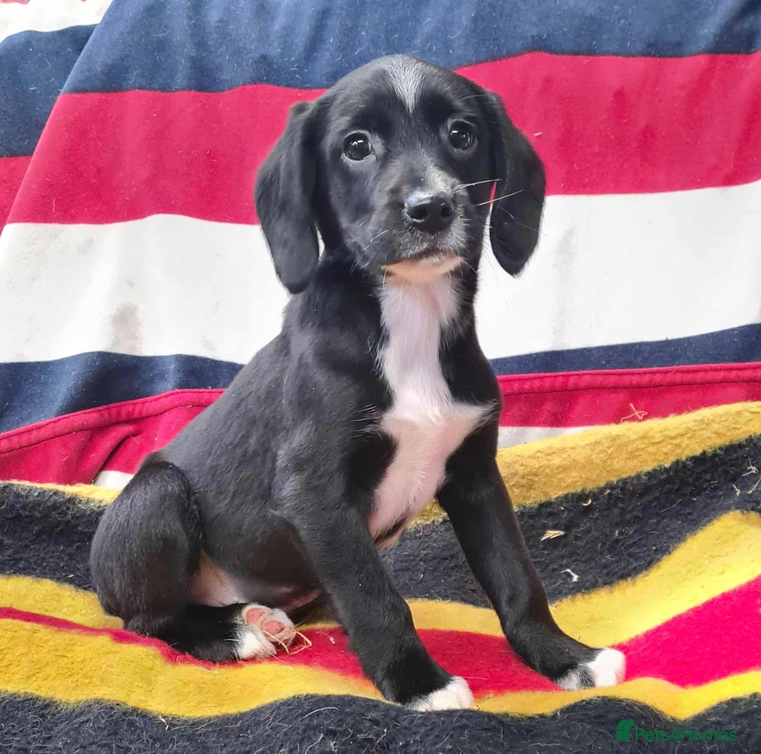 Springador dogs for sale: Springador puppies ready for their new homes - Advert 4