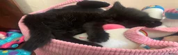 Mixed Breed cats for sale: 5 beautiful boy kittens  - Advert 15