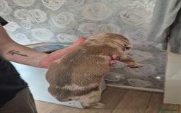 Dachshund dogs for sale: Dachounds - Image 16