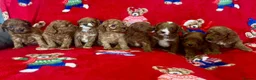 Cavapoo dogs for sale: 🐶 stunning F1B Cavapoos🐶 - Advert 13