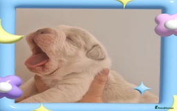 English Bulldog dogs for sale: Outstanding old English bulldogs - Image 6