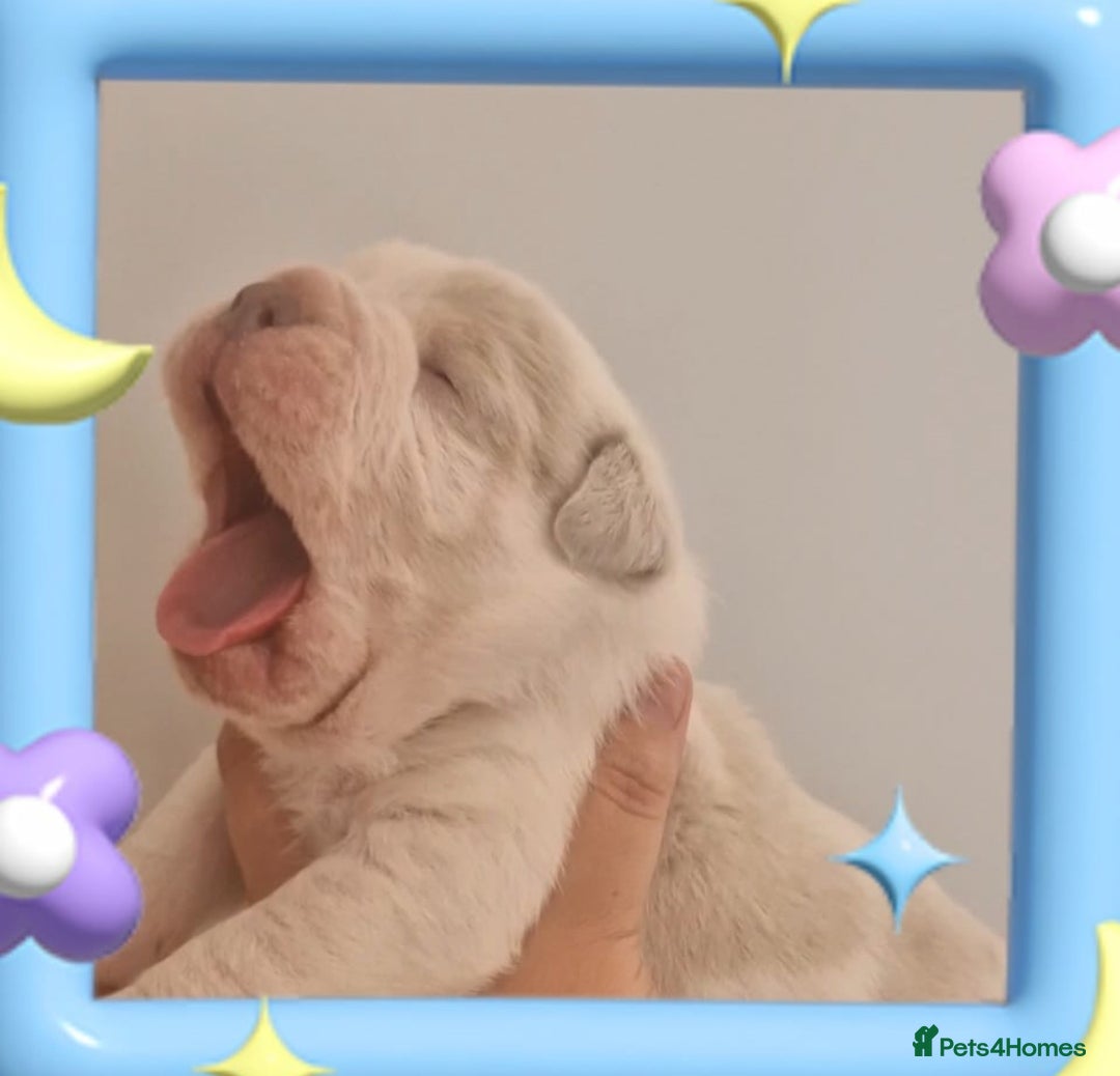 English Bulldog dogs for sale: Outstanding old English bulldogs - Image 6