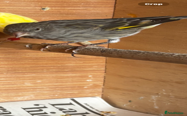 Finches birds - Advert 1