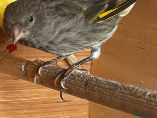 Finches birds for sale - Advert 1