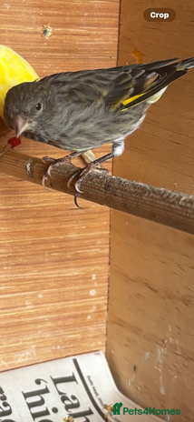 Finches birds - Advert 1