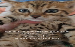 Bengal cats for sale: Tica registered bengal kittens licenced breeder - Image 3